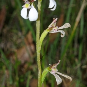 Eriochilus cucullatus at Tomerong, NSW - 12 Apr 2017