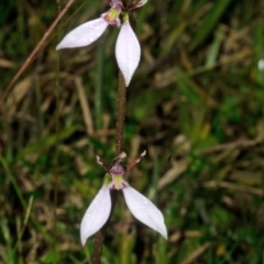 Eriochilus cucullatus at Tomerong, NSW - 12 Apr 2017