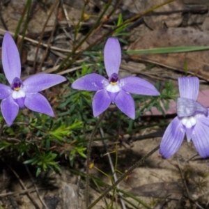 Glossodia major at Bamarang, NSW - 26 Aug 2013