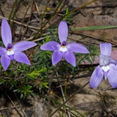 Glossodia major (Wax Lip Orchid) at Bamarang Nature Reserve - 25 Aug 2013 by AlanS