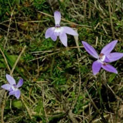 Glossodia major at Bamarang, NSW - 26 Aug 2013