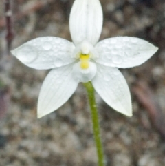 Glossodia minor (Small Wax-lip Orchid) at Sassafras, NSW - 19 Sep 2005 by AlanS