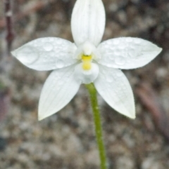 Glossodia minor (Small Wax-lip Orchid) at Sassafras, NSW - 18 Sep 2005 by AlanS