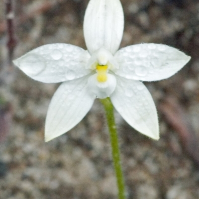 Glossodia minor (Small Wax-lip Orchid) at Sassafras, NSW - 19 Sep 2005 by AlanS