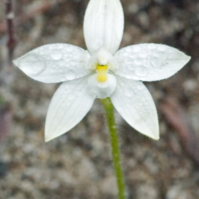 Glossodia minor (Small Wax-lip Orchid) at Sassafras, NSW - 18 Sep 2005 by AlanS