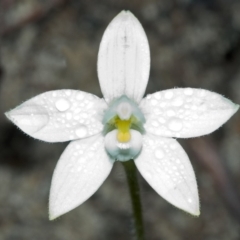 Glossodia minor at Sassafras, NSW - 19 Sep 2005