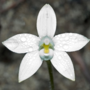 Glossodia minor at Sassafras, NSW - suppressed