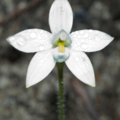 Glossodia minor at Sassafras, NSW - suppressed