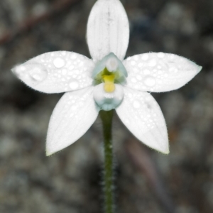 Glossodia minor at Sassafras, NSW - 19 Sep 2005