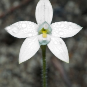 Glossodia minor at Sassafras, NSW - suppressed