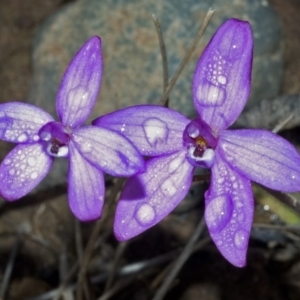 Glossodia minor at Sassafras, NSW - 19 Sep 2005