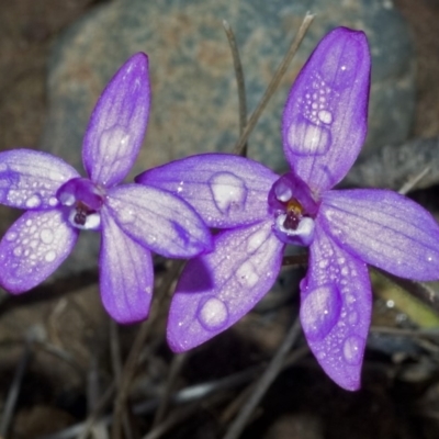 Glossodia minor (Small Wax-lip Orchid) at Sassafras, NSW - 18 Sep 2005 by AlanS