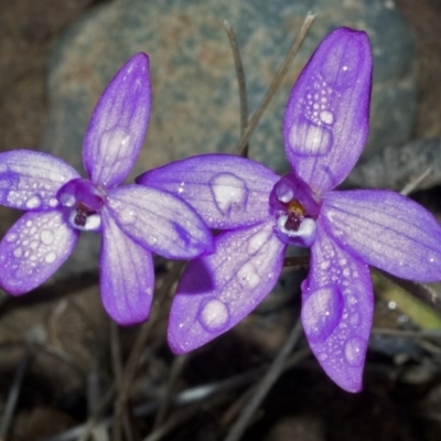 Glossodia minor (Small Wax-lip Orchid) at Morton National Park - 18 Sep 2005 by AlanS