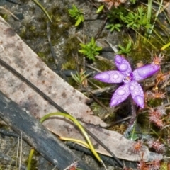 Glossodia minor (Small Wax-lip Orchid) at Sassafras, NSW - 19 Sep 2005 by AlanS