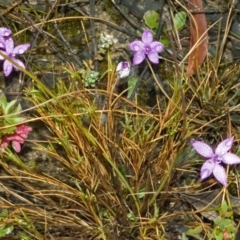 Glossodia minor at Sassafras, NSW - suppressed