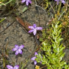 Glossodia minor at Sassafras, NSW - suppressed