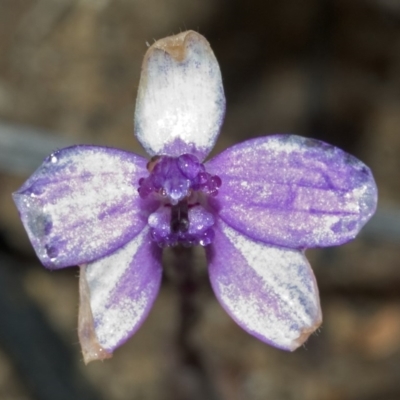 Glossodia minor (Small Wax-lip Orchid) at Sassafras, NSW - 18 Sep 2005 by AlanS