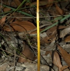 Genoplesium baueri (Bauer's Midge Orchid) at Vincentia, NSW by AlanS