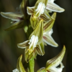 Prasophyllum striatum (Streaked Leek Orchid) at Morton National Park - 8 Apr 2008 by AlanS