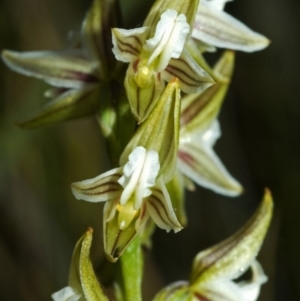 Corunastylis striata at Tianjara, NSW - suppressed