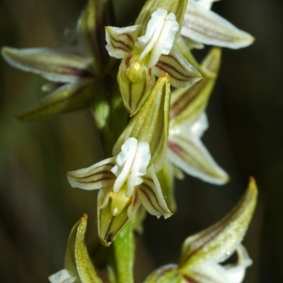 Prasophyllum striatum (Streaked Leek Orchid) at Morton National Park - 8 Apr 2008 by AlanS