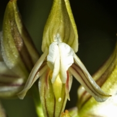 Corunastylis striata at Tianjara, NSW - suppressed