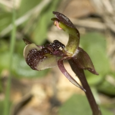 Chiloglottis formicifera (Ant Orchid) at Falls Creek, NSW - 24 Aug 2006 by AlanS