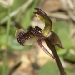 Chiloglottis formicifera (Ant Orchid) at Falls Creek, NSW - 23 Aug 2006 by AlanS