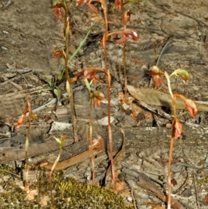 Pterostylis rufa at Barringella, NSW - 15 Oct 2005