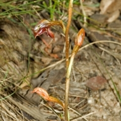 Pterostylis rufa at Barringella, NSW - suppressed
