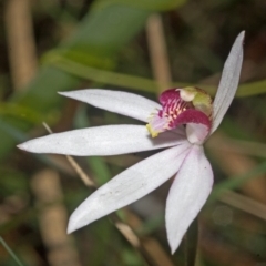 Caladenia carnea (Pink Fingers) at Comberton, NSW - 9 Sep 2011 by AlanS