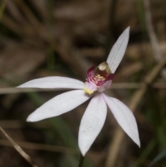 Caladenia carnea at Comberton, NSW - 9 Sep 2011