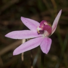 Caladenia carnea (Pink Fingers) at Callala Beach, NSW - 9 Sep 2011 by AlanS