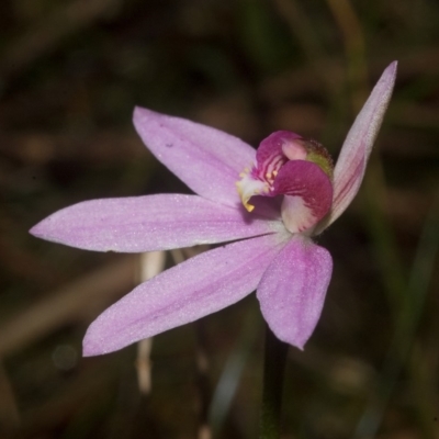 Caladenia carnea (Pink Fingers) at Callala Beach, NSW - 9 Sep 2011 by AlanS