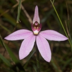 Caladenia carnea at Callala Beach, NSW - suppressed