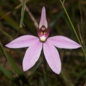 Caladenia carnea at Callala Beach, NSW - suppressed