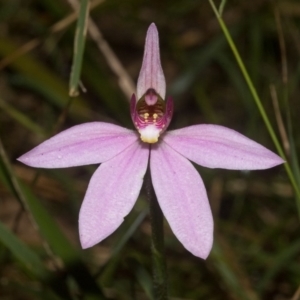 Caladenia carnea at Callala Beach, NSW - 9 Sep 2011