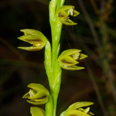 Prasophyllum flavum (Yellow Leek Orchid) at Yerriyong, NSW - 28 Nov 2014 by AlanS
