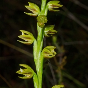 Prasophyllum flavum at Yerriyong, NSW - 29 Nov 2014