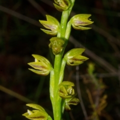 Prasophyllum flavum at Yerriyong, NSW - suppressed