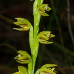 Prasophyllum flavum at Yerriyong, NSW - suppressed