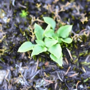 Pterostylis sp. at Comberton, NSW - suppressed