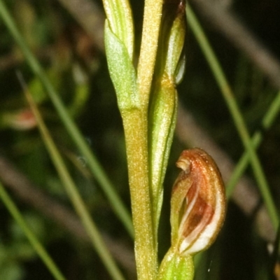 Pterostylis sp. (A Greenhood) at Sassafras, NSW - 25 Feb 2008 by AlanS