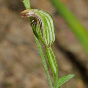 Pterostylis ventricosa at Falls Creek, NSW - 29 Apr 2014