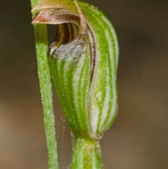 Pterostylis ventricosa at Falls Creek, NSW - suppressed