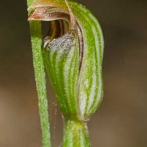 Pterostylis ventricosa at Falls Creek, NSW - 29 Apr 2014