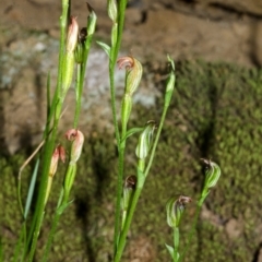 Pterostylis ventricosa at Falls Creek, NSW - suppressed