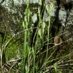 Pterostylis ventricosa at Falls Creek, NSW - suppressed