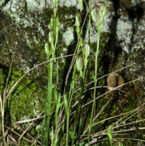 Pterostylis ventricosa at Falls Creek, NSW - 29 Apr 2014