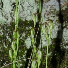 Pterostylis ventricosa at Falls Creek, NSW - suppressed